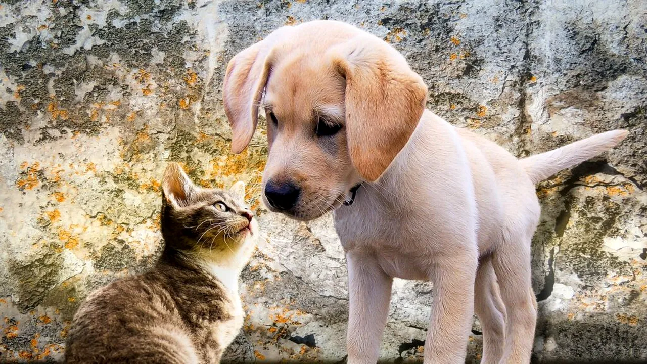 Unul din trei spanioli crede că animalele își pot „planifica acțiunile” la fel ca oamenii. 76% nu acceptă modificarea genetică a animalelor