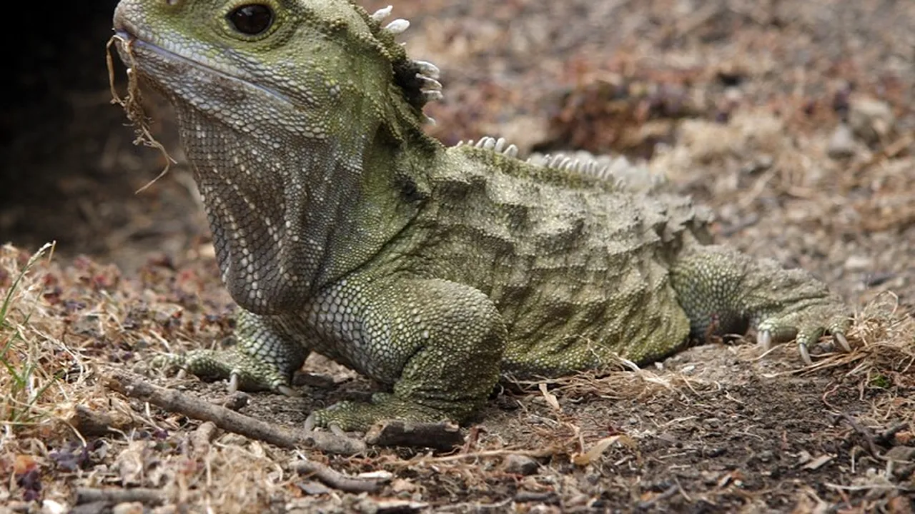 O reptilă de origine preistorică va avea pui la vârsta de 111 ani