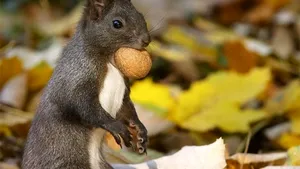 MEDIAFAX ZOOM: Wildlife România II - GALERIE FOTO