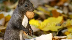 VREMEA se va încălzi. PROGNOZA METEO pentru miercuri şi joi, în Bucureşti şi în ţară