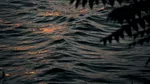 O lume necunoscută sub ape. 31 de specii noi au fost identificate de cercetători