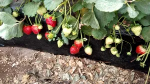 Producătorii de căpşune ar putea beneficia de sprijin financiar în valoare de 10.000 lei/ha