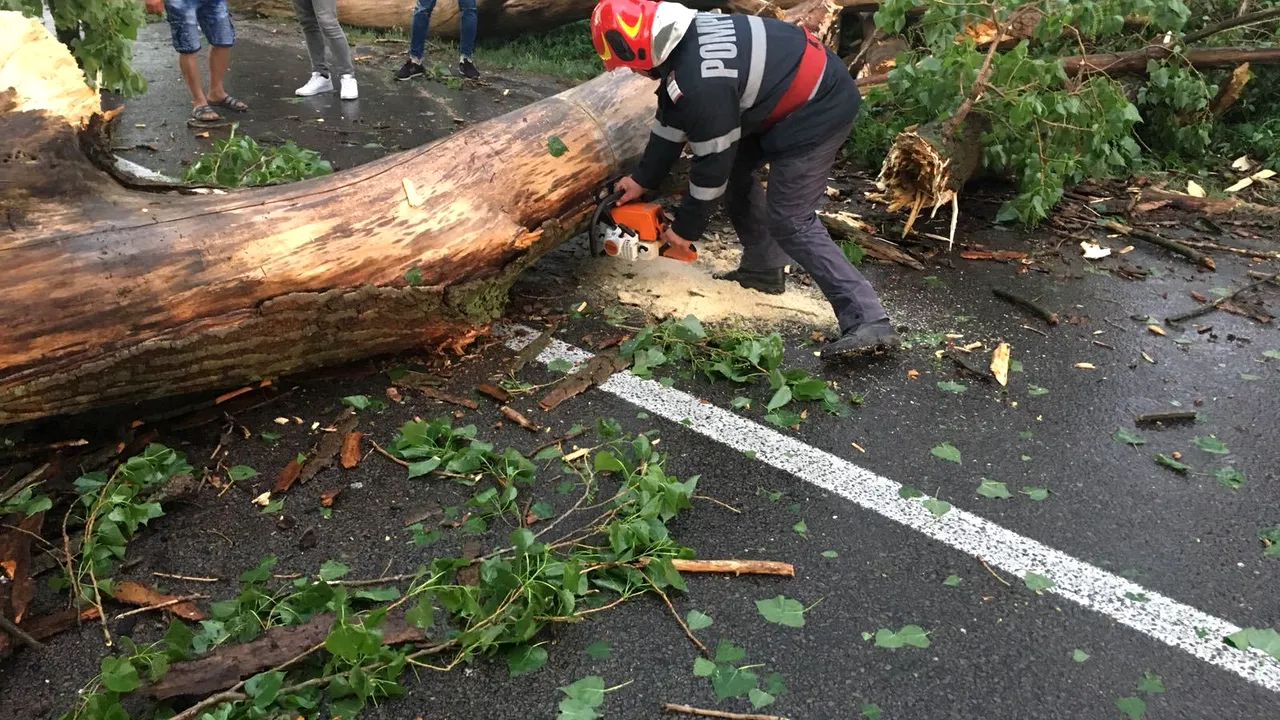 Trafic blocat pe DN 2, în judeţul Ialomiţa, după ce un copac a fost doborât de vijelie