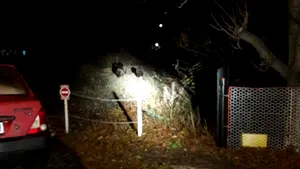 Unsprezece urşi care se plimbau pe străzile din Buşteni au fost alungaţi de jandarmi cu ajutorul sirenelor, în patru ore - FOTO, VIDEO