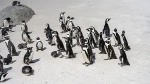 Pinguinii africani sunt decimați de foamete și în pericol de dispariție