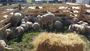 GALERIE FOTO Licitaţie de miei ecologici, într-un sat din Sibiu: Miel la ofertă, ne înţelegem la preţ / Cu cât vând ciobanii carnea de miel cu o săptămână înainte de Paşte