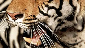 Tânărul rănit de un tigru de la Grădina Zoologică din Sibiu îşi poate folosi piciorul afectat
