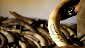 Produse de lux interzise prin lege. Care sunt acestea