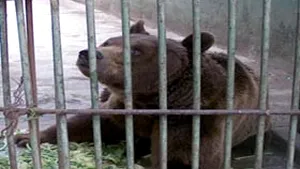 Korodi: Grădina Zoologică de la Bucureşti nu se închide (Video Pro TV)