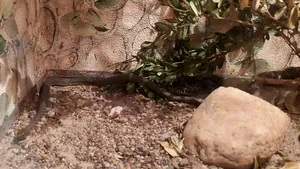 Şarpe de un metru lângă Bazinul Olimpic de Înot din Bacău. Ce s-a întâmplat cu animalul