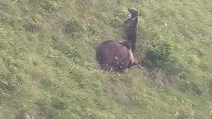 Şapte turişti au fost amendaţi pentru că au fotografiat sau hrănit urşi. Animalele, tot mai prezente pe traseele turistice