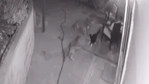 VIDEO. Confruntare tensionată între un motan şi trei coioţi. Rezultatul, total neaşteptat