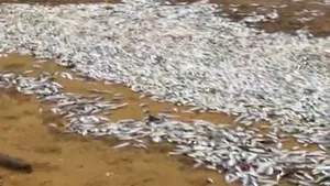 Două milioane de peşti, morţi în statul american Maryland - VIDEO