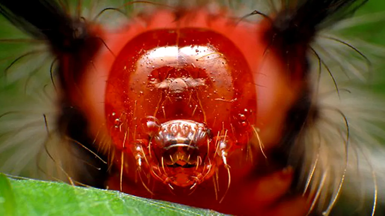 Fotografii cu extratereştri? Imagini exotice din lumea insectelor