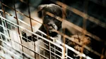 Sute de animale de companie, salvate din incendiul din Atena, așteaptă să-și reîntâlnească stăpânii