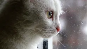 Creierul pisicii este de 100 de ori mai capabil decât un computer
