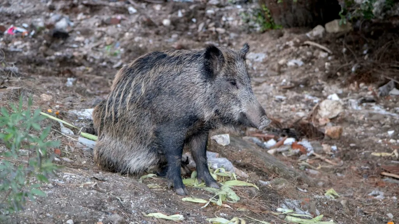 Caz de pestă porcină, confirmat la un fond de vânătoare din Timiș