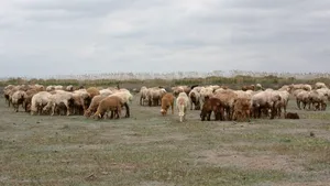 Exporturile de alimente și animale vii au crescut cu 8,1% în primele șapte luni ale anului. Importurile, în scădere