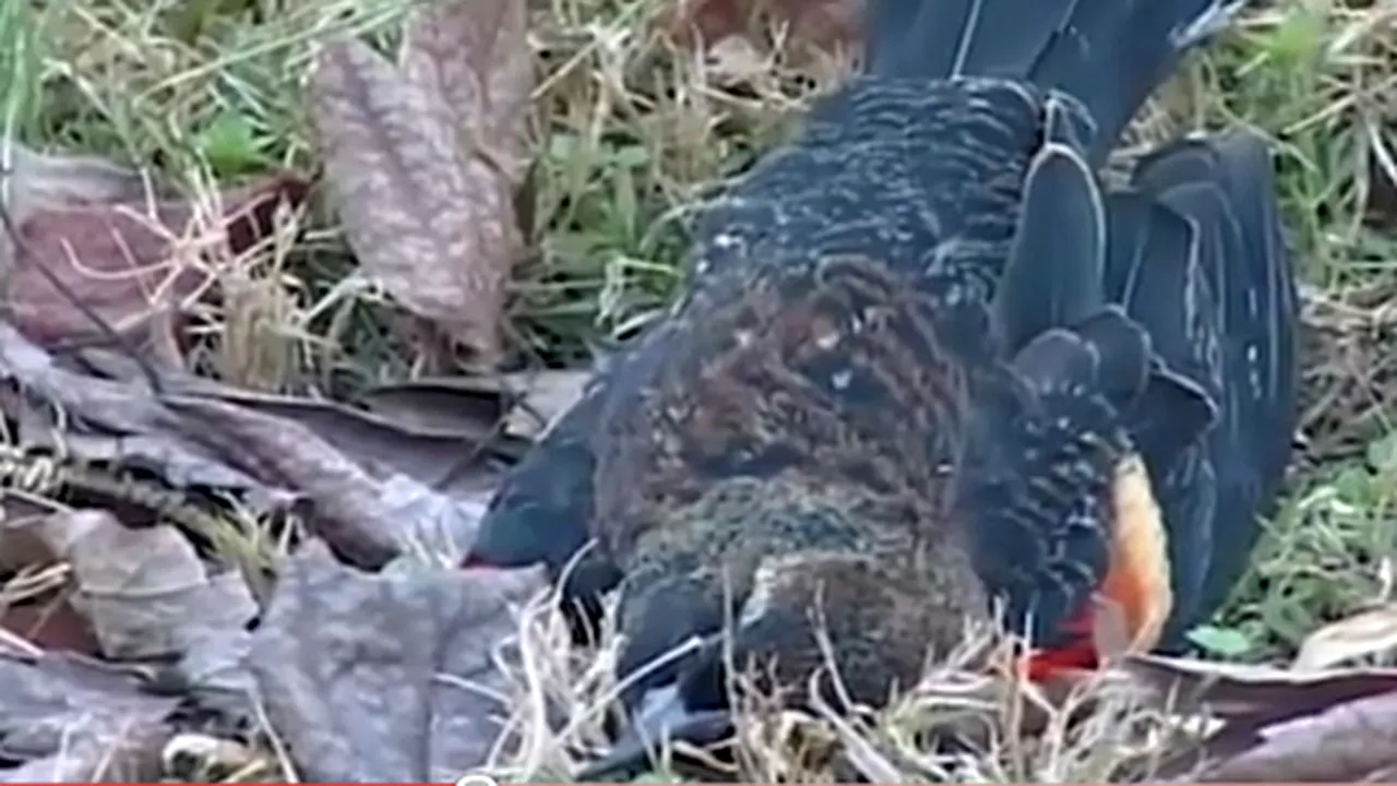 Păsările care au căzut în prima zi a anului în statul Arkansas au murit de spaimă - VIDEO
