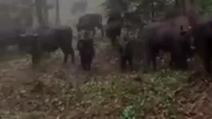 Imagini spectaculoase cu o turmă de zimbrii din Parcul Natural Vânători Neamţ