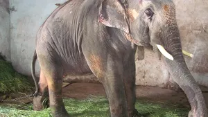 Un pui de elefant demonstrează întregii lumi că animalele au suflet mare - VIDEO