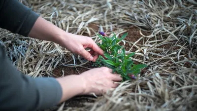 LIFE Buruiana pe care ar trebui să o ții departe de grădină cu orice preț și cum previi apariția ei