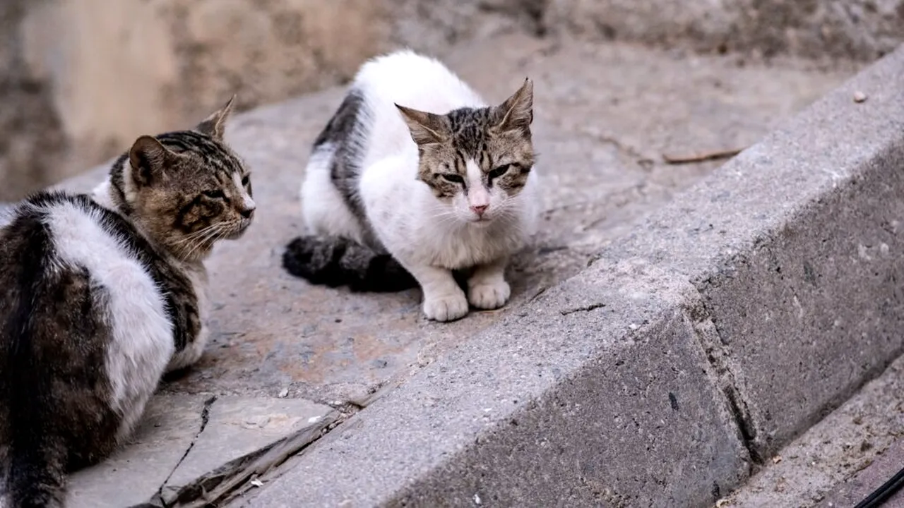 Orașul din Italia care dă cei mai mulți bani pentru animale. 90.000 de euro pentru asociații