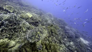 Temperatura oceanelor a depăşit în februarie cel mai mare nivel din istorie. Coralii sunt în pericol