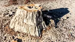 Arheologii francezi descoperă un trunchi fosilizat vechi de 28 de milioane de ani