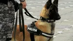 Spania și România își antrenează împreună „agenții” cu patru picioare, la Sibiu
