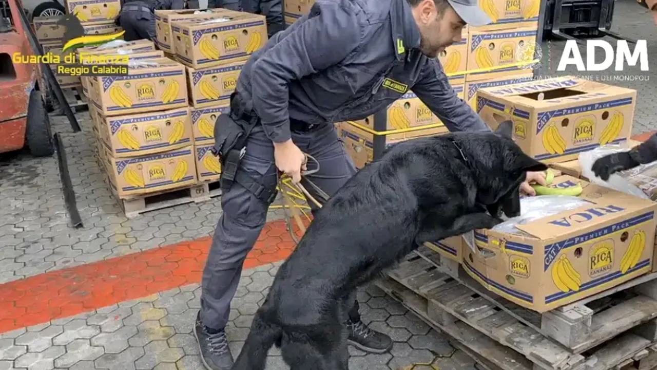 Un câine al poliţiei italiene a descoperit 2.700 kilograme de droguri ascunse într-un transport de banane