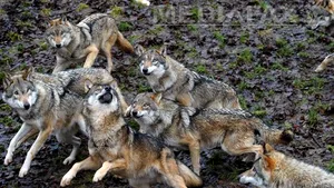 Un al doilea focar de rabie a fost identificat în Argeş, după cazul femeii muşcate de un lup turbat