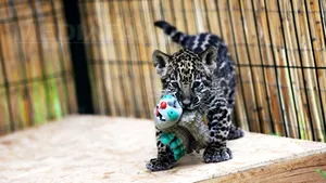 Viitorul animalelor salbatice, aflat în dezbatere: Jaguarii au pierdut 40% din habitat în ultimi 100 de ani