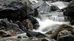 Un studiu dezvăluie că 80% din râurile de pe Pământ își pierd rapid oxigenul