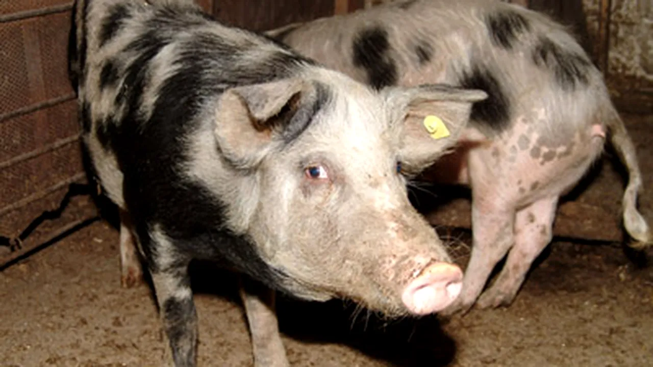 NY Times aminteşte, în contexul gripei porcine, de problemele Smithfield în România privind pesta