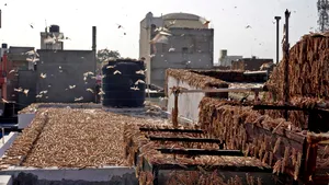 După coronavirus - apocalipsa lăcustelor. Invazie fără precedent în ultimii 30 de ani într-un oraş, autorităţile apelează la drone şi pompieri. GALERIE FOTO