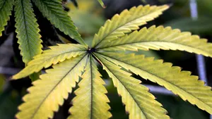 Peste 13 de kilograme de canabis, găsite în urma unei percheziţii la un tânăr din Bucureşti