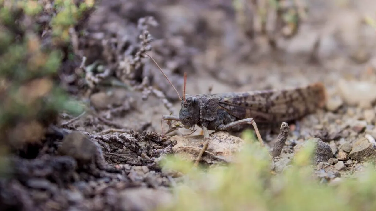 Invazie de lăcuste într-o populară regiune turistică, frecventată de numeroși români