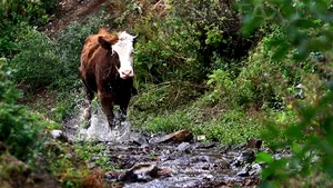 O femeie operată a fost dusă la medic cu o maşină trasă de boi din cauza drumului impracticabil