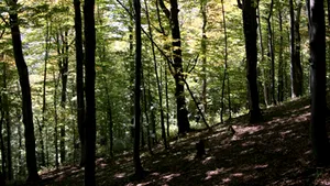 Scandal în Vrancea din cauza unui pădurar care a aruncat cuie pe un drum forestier