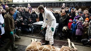 Controverse în Danemarca: O girafă a fost ucisă, tranşată şi aruncată la lei, de angajaţii unei grădini zoologice - FOTO, VIDEO