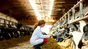 Contra curentului: o firmă românească din industria cărnii face o investiţie de 8 milioane de euro în plină criză