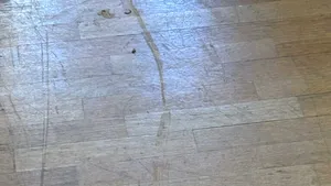 Invazie de ploșnițe și temeri privind lipsa căldurii la Universitatea de Arhitectură „Ion Mincu”