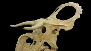 Fosilele unui dinozaur cu aspect inedit, descoperite în SUA - FOTO