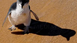 Poliţia irlandeză anchetează răpirea unui pinguin de la grădina zoologică din Dublin