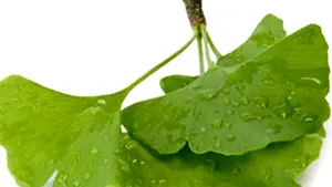 Ginkgo biloba - beneficii şi reacţii adverse