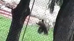 VIDEO 26 de urşi au fost alungaţi în ultima săptămână din staţiunile de pe Valea Prahovei
