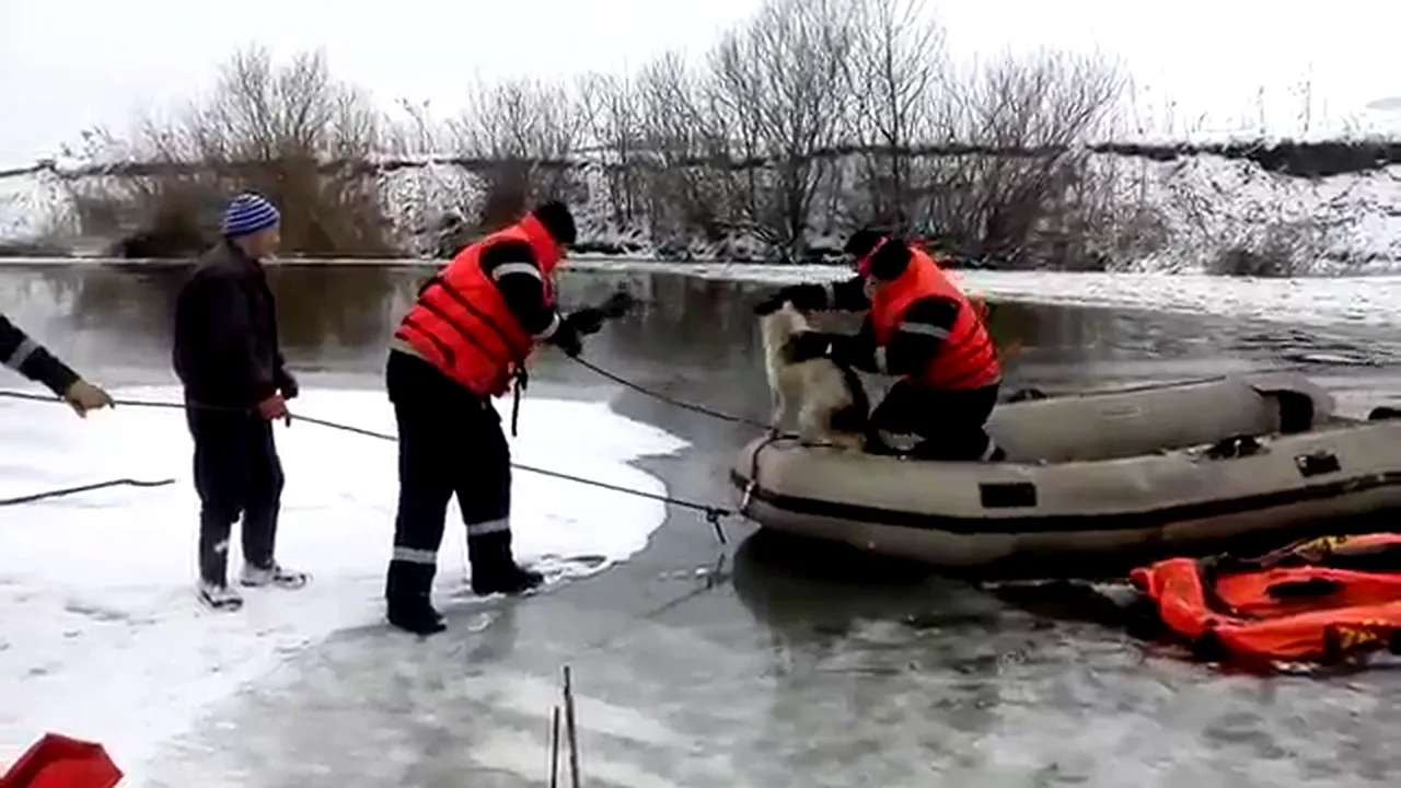 EMOŢIONANT: Pompierii din Dej salvează un câine prins în gheaţa râului Someş | VIDEO