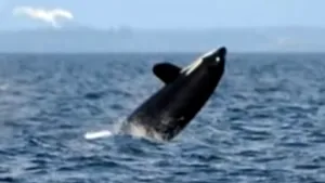 VIDEO COM: Decesul lui J2, cea mai bătrână balenă ucigaşă din lume. O lovitură dată orcilor 