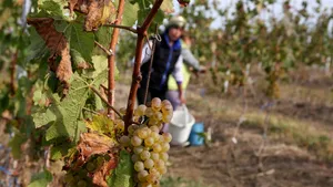 REPORTAJ - Ultima familie de saşi vrea să reînvie tradiţia vinului de Teaca: 